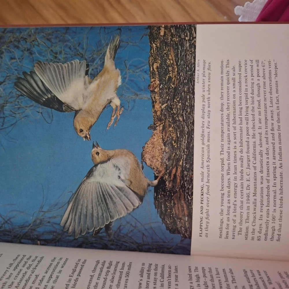 National Geographic Blue and White Bird Guide